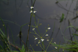 Alisma plantago-aquaticaGrote waterweegbree bestellen